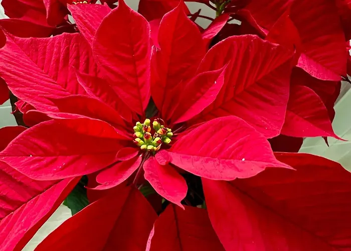 Monti Tiburtini Pensjonat